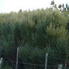 Olearia lineata 'Dartonii'